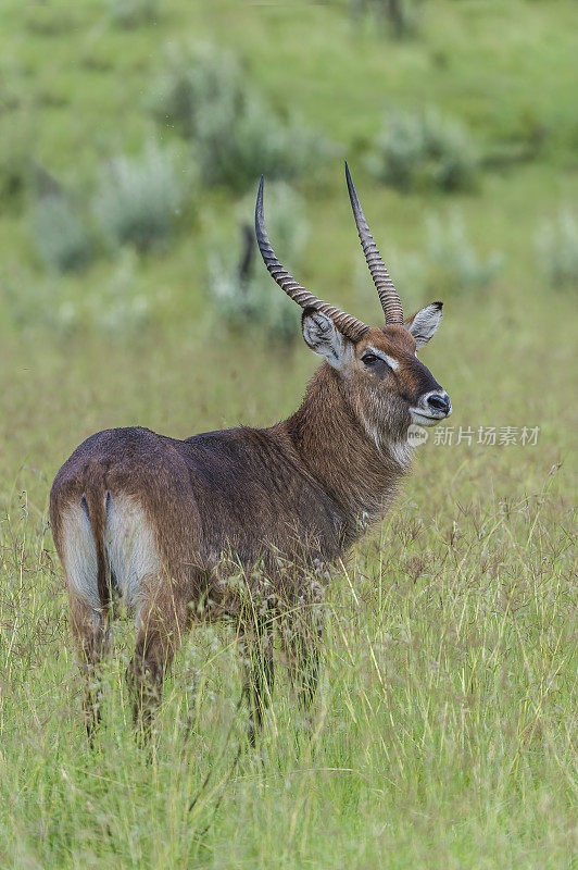 defassa waterbuck (Kobus ellipsiprymnus defassa)是广泛分布于撒哈拉以南非洲的一种大型羚羊。